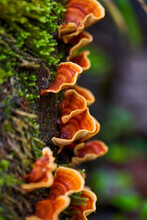 Mushroom Colony On A Tree