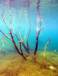 Unterwasserlandschaft im Kulkwitzer See