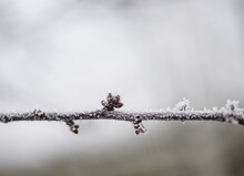 
Frozen Buds On A Tree In Winter