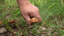 Mushroom Picker Cuts The Mushroom "yellow Boletus" With A Knife In The Forest. Edible Mushrooms In The Coniferous Forest