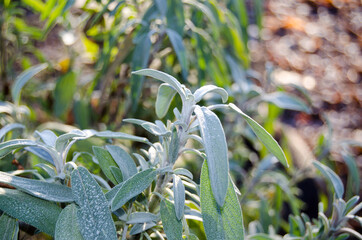 Sage leaves in the garden. Photo after rain in the sun