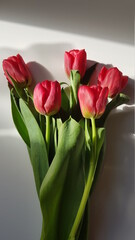 Close up of bright red tulips from Holland

