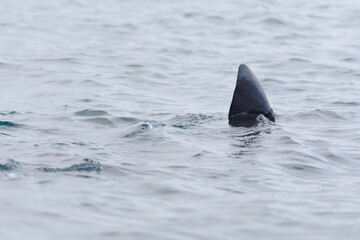 3 - Basking shark dorsal fin swims away, poking above the sea water