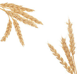 Wall Mural - Wheat on white