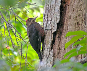 Wall Mural - Okinawa Woodpecker, Dendrocopos noguchii