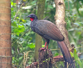 Wall Mural - Cauca Guan, Penelope perspicax