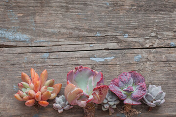 Rare vivid succulent echeveria houseplants on vintage wooden background