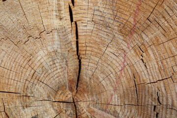 Detail of a ringed and cracked pine tree trunk