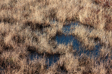 water in the dry autumn grass at swamp