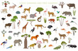 Tree savanna and grass savanna biome, natural region infographic. Woodland and grassland savannah, prarie, pampa. Animals, birds and vegetations ecosystem design set