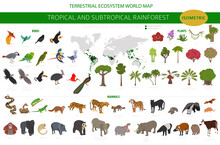 Tropical And Subtropical Rainforest Biome, Natural Region Infographic. Amazonian, African, Asian, Australian Rainforests. Animals, Birds And Vegetations Ecosystem 3d Isometric Design Set