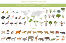 Tree Savanna And Grass Savanna Biome, Natural Region Infographic. Woodland And Grassland Savannah, Prarie, Pampa. Animals, Birds And Vegetations Ecosystem Design Set