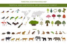 Tropical And Subtropical Dry Broadleaf Forest Biome, Natural Region Infographic. Seasonal Forests. Animals, Birds And Vegetations Ecosystem Design Set