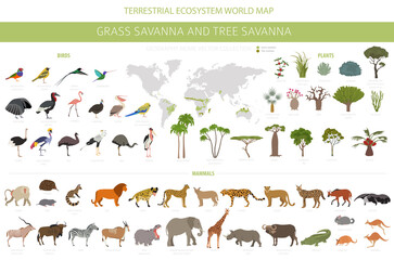 tree savanna and grass savanna biome, natural region infographic. woodland and grassland savannah, p
