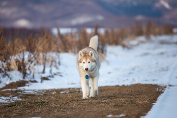 Wall Mural - Happy Dog breed siberian husky running and playing with the toy in the winter field on mountains background.