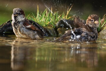 Two house sparrows, Passer domesticus, male bathe. Czechia. Europe.