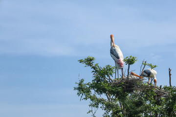 The Painted Stork bird (Mycteria leucocephala) family on big  tree