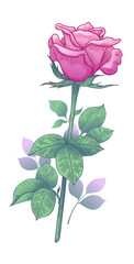 Wall Mural - Hand drawn Pink  Rose Bud  with Leaves