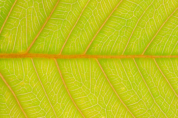 abstract texture of brown leaves for background