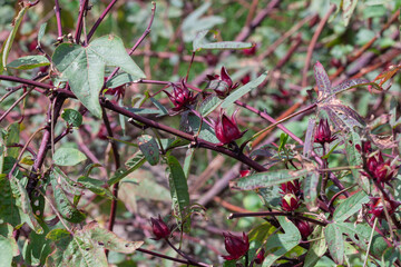 Wall Mural - Red Roselle plant in the garden.Known as Jamaica or Carcade plant.( Hibiscus sabdariffa )