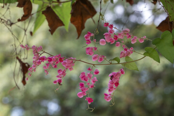 Wall Mural - Beautiful Mexican creeper flower in the garden.Antigonon leptopus, commonly known as coral vine, Coralita or San Miguelito vine.