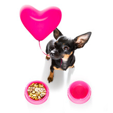 Valentines Dog In Love With Balloon In Mouth