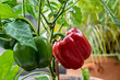 Red pepper plant on the garden