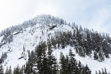 Poster - snow covered mountain top with pine trees