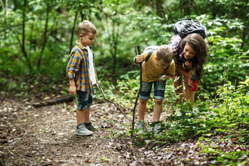 Wall Mural - mother and her little sons hiking trough forest .boy using magnifying glass and looking at insects.