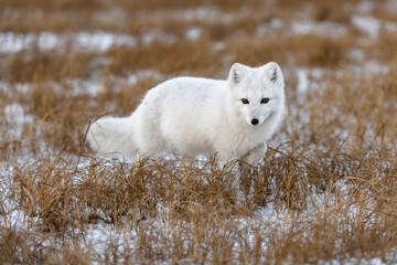 arctic fox in winter time in siberian tundra