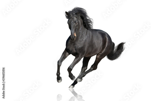 Horse Wall Murals Horse Wallpaper Murals Wall Decals Canada Horse Wall Murals Horse Wallpaper Murals Wall Decals Canada