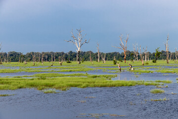 Poster - Lac à Angkor, Cambodge