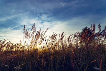 Wall Mural - Dry grass at summer sunset. Beautiful summer sunset.