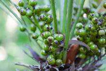 Green Berries On A Palm Close-up, Used As A Background Or Texture