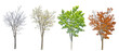 four seasons medium maple tree isolated on white