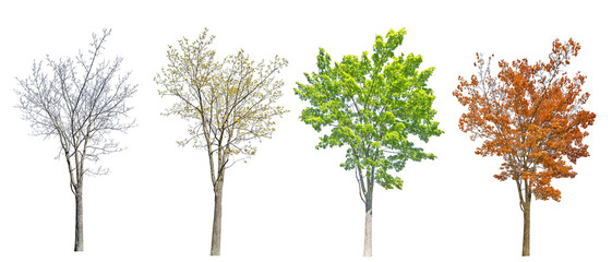 Wall Mural - four seasons medium maple tree isolated on white