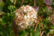 Dry hydrangea flower in a garden at the end of winter