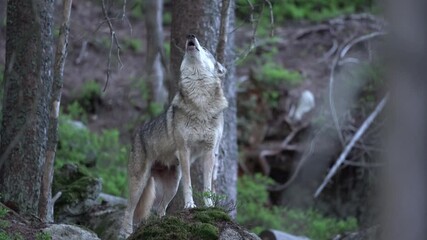 wolf hid in the forest. the rare animal in nature. eurasian wildlife nature. common wolf howl in the