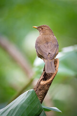 Wall Mural - The Clay-colored thrush, Turdus grayi The bird is perched on the branch at the beautiful flower in the rain forest America Costa Rica Wildlife nature scene. green background..