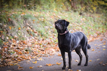 Black Dog Is Standing In Autumn Nature. She Is So Cute Dog.