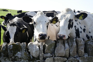 Wall Mural - Friesian cows in the Peak district