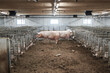 industrial animal farm. Pig sows