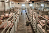 Fototapeta Tęcza - Pigs on farm. Pigs and farm