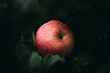 © Elias Assar - Close up of apple