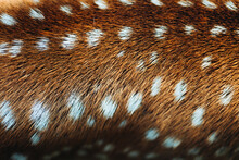 Close Up Of Deer Spots