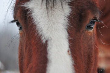 Wall Mural - Beautiful long lashes  over loving eyes of a Clydesdale horse