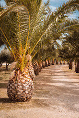 Wall Mural - tropical palm trees growing in rows. small decorative palm trees decorating the road