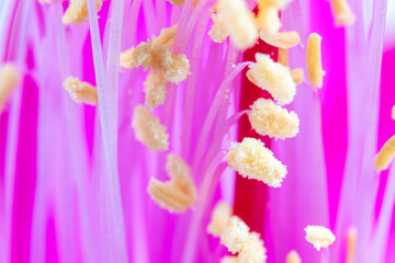 Wall Mural - Macrophotography of a purple flower pistils