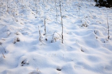 Wall Mural - Fresh first snow covering the ground, winter meadow