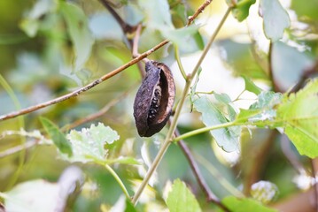 Poster - Chocolate vine fruit. Rardizabalaceae deciduous vine shrub.